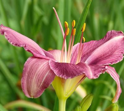 Consider the (Day)lilies