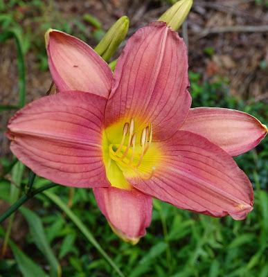 Consider the (Day)lilies