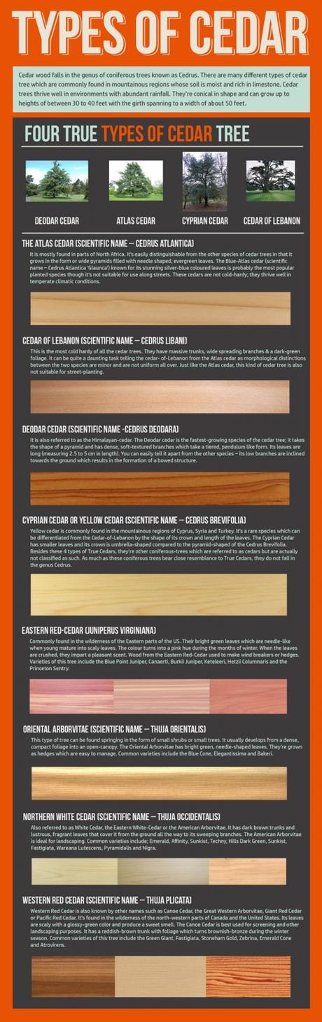 Different Types of Cedar Infographic