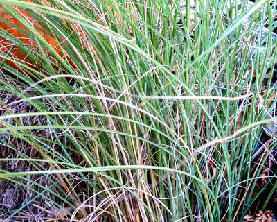 Friday Fotos: Whisps [Hallucinated City]