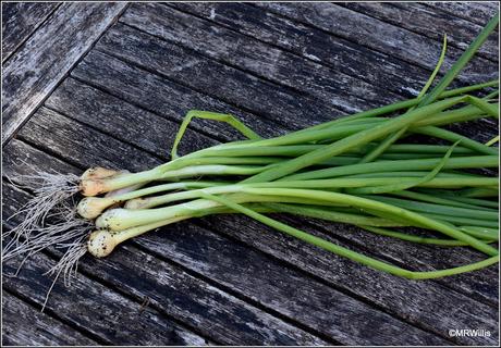 I got some Broad Beans after all!