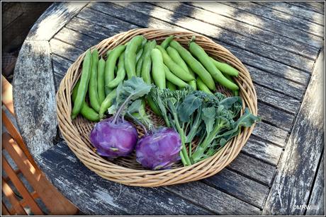 I got some Broad Beans after all!