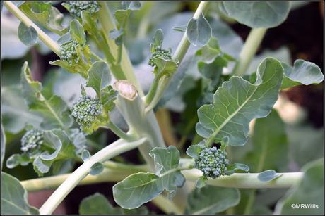 I got some Broad Beans after all!