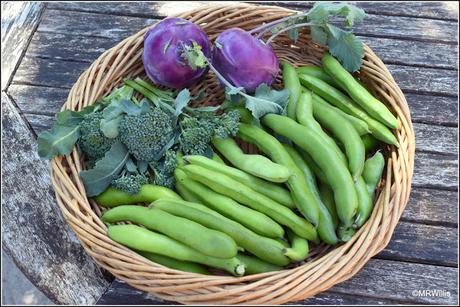 I got some Broad Beans after all!