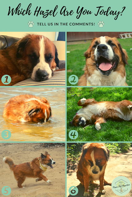 Paws For Reaction: Which Hazel are you today? Tell us in the comments!