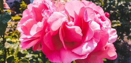 Project 366 Week 26 – The Halfway Point