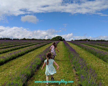Visiting Cotswold Lavender  and social distancing – June 2020 Review