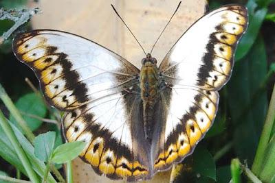 BUTTERFLIES OF KIBALE FOREST NATIONAL PARK, Uganda, Part 1, Guest Post by Karen Minkowski