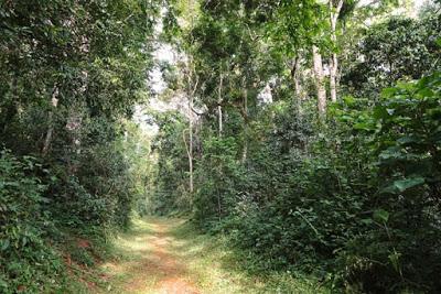 BUTTERFLIES OF KIBALE FOREST NATIONAL PARK, Uganda, Part 1, Guest Post by Karen Minkowski