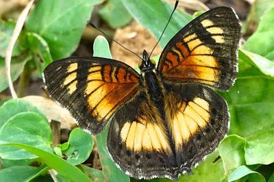 BUTTERFLIES OF KIBALE FOREST NATIONAL PARK, Uganda, Part 1, Guest Post by Karen Minkowski