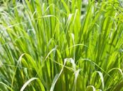 Lemongrass Mosquito Repellent? (List Other Insects That Repel)