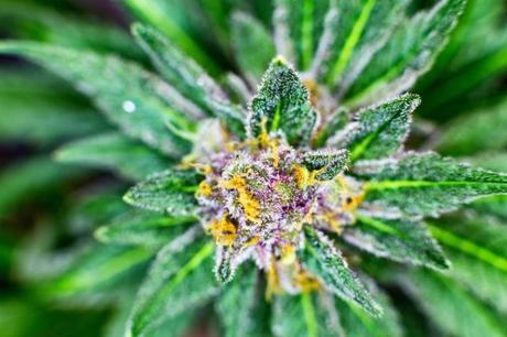 9 Awesome CBD Flower Benefits You Need to Know
