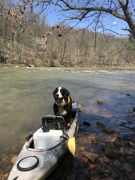 Paws for Reaction National Great Outdoors Month: Meet our featured pets enjoying the outdoors!