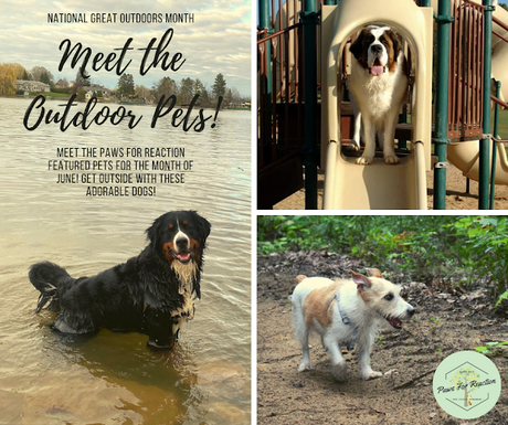 Paws for Reaction National Great Outdoors Month: Meet our featured pets enjoying the outdoors!