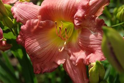 And , , ,More Daylilies