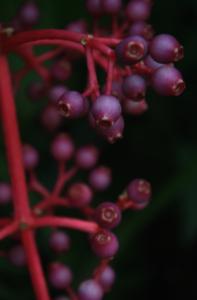 POEM: Dark Attractor