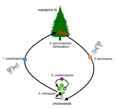 Rust in the Forest – complicated, but at times sweet