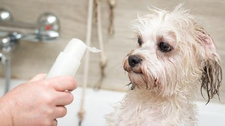 Why Dog Shampoo is Important