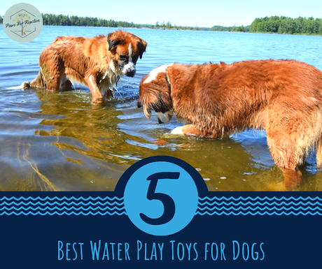 Top Five Friday: Five best water play toys for dogs #FridayFive