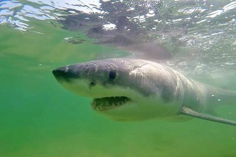 man-killed-by-shark-in-australia