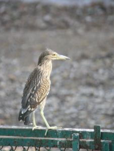 POEM: Ubiquitous Bird’s Eye