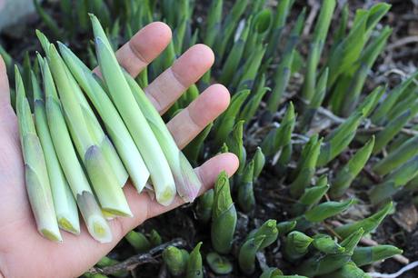 Top Tips for Spring Foraging