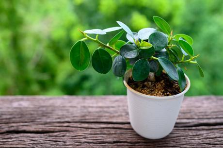 Garden Using Those Pesky Plastic Pots