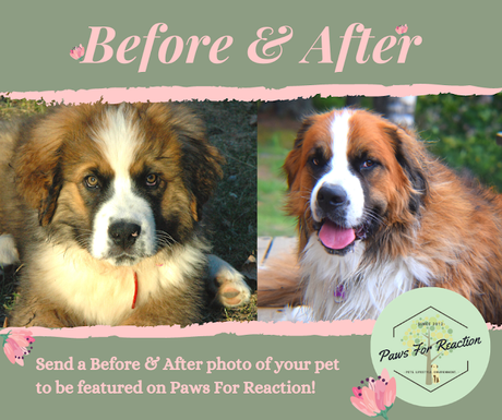 Send a 'Before & After' photo of your pet to be featured on Paws For Reaction