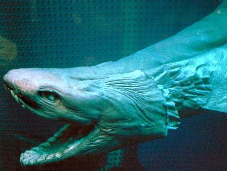 10 Stunning Exotic Aquatic Animals That Will Blow Your Mind 10 Stunning Exotic Aquatic Animals That Will Blow Your Mind