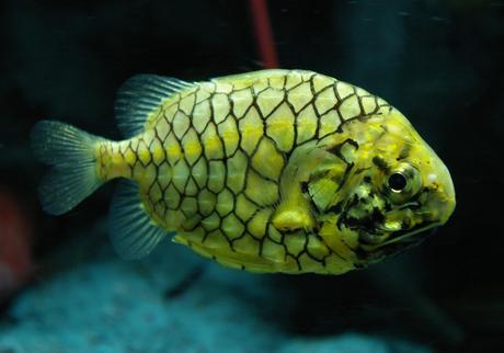 10 Stunning Exotic Aquatic Animals That Will Blow Your Mind 10 Stunning Exotic Aquatic Animals That Will Blow Your Mind