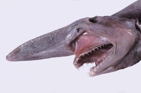 10 Stunning Exotic Aquatic Animals That Will Blow Your Mind 10 Stunning Exotic Aquatic Animals That Will Blow Your Mind