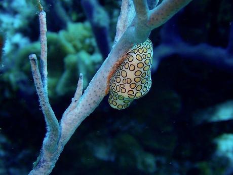 10 Stunning Exotic Aquatic Animals That Will Blow Your Mind 10 Stunning Exotic Aquatic Animals That Will Blow Your Mind