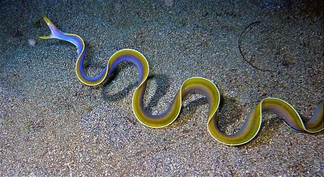 10 Stunning Exotic Aquatic Animals That Will Blow Your Mind 10 Stunning Exotic Aquatic Animals That Will Blow Your Mind