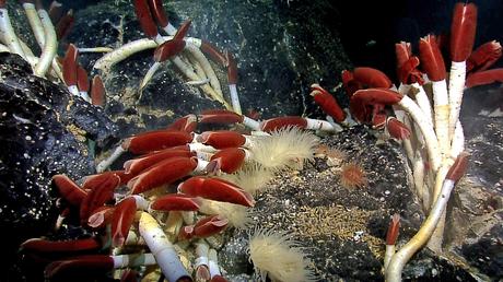 10 Stunning Exotic Aquatic Animals That Will Blow Your Mind 10 Stunning Exotic Aquatic Animals That Will Blow Your Mind