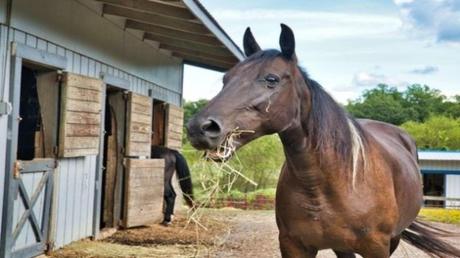 Top Unique Types of Garden Sheds You Can Put in Your Backyard Top Unique Types of Garden Sheds You Can Put in Your Backyard