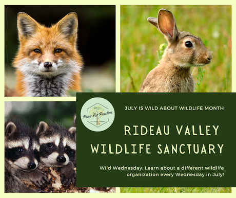Wild Wednesday: Rideau Valley Wildlife Sanctuary saves lives of orphaned animals #WildWednesday