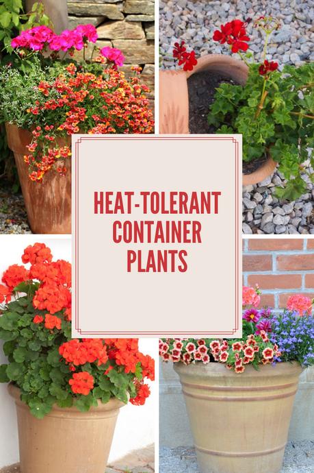 High Desert Container Gardening With Bright, Heat-Loving Annuals