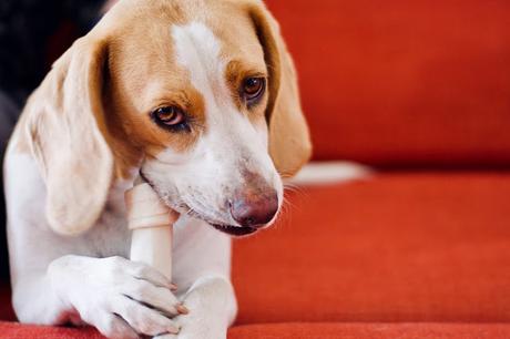 7 Human Foods You Should Never Feed Your Dog