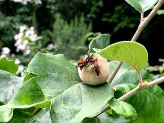 Tree following July 2020 - the quince count commences