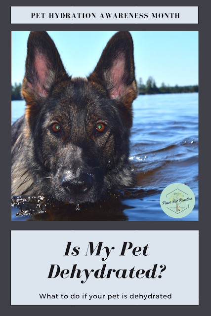 Pet Hydration Awareness Month: Is my pet dehydrated? What do I do if my pet is dehydrated?