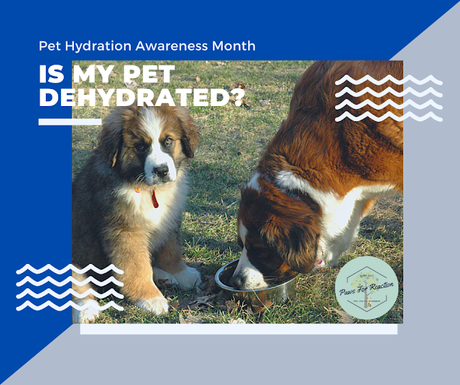 Pet Hydration Awareness Month: Is my pet dehydrated? What do I do if my pet is dehydrated?