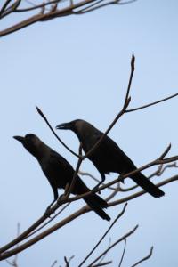 POEM: Shucking Crow