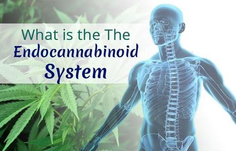 Endocannabinoid System Benefits of CBD - CBD Guest Posts