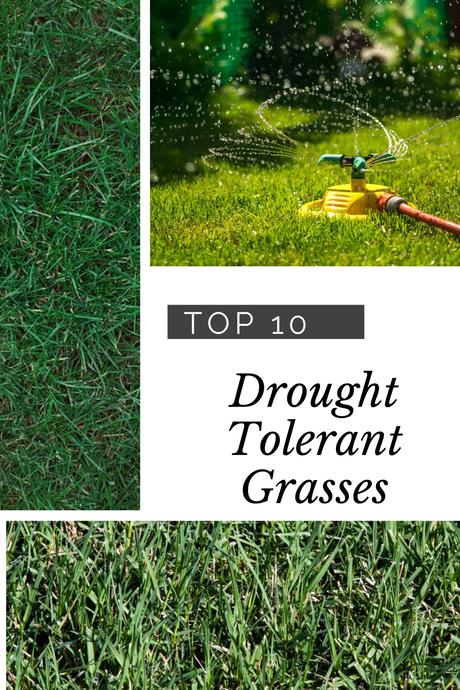 Types Of Lawn Grass – Top Choices For Arid Lawns