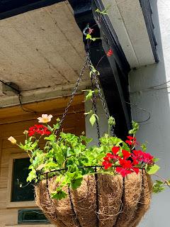 The Hanging Basket Journals - and then there were two