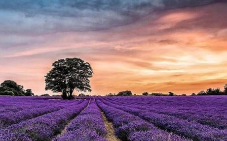 london’s lavender field re-opens | social london’s lavender field re-opens | social