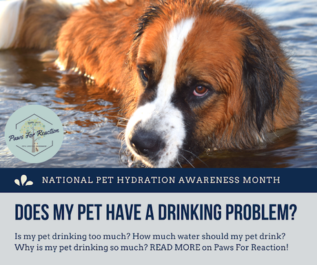 Pet Hydration Awareness Month: Does My Pet Have a Drinking Problem ...