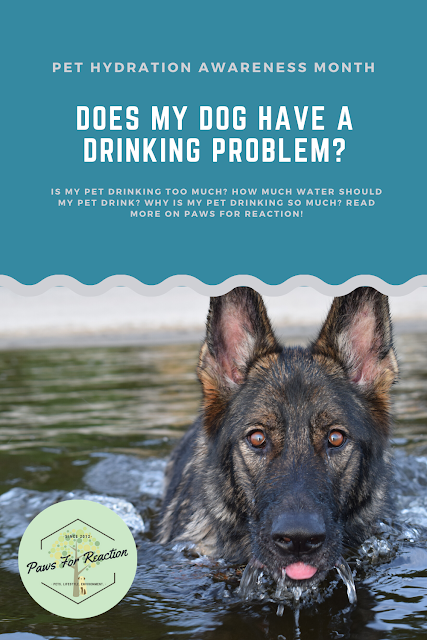 Pet Hydration Awareness Month: Does my pet have a drinking problem? Why is my pet drinking so much?