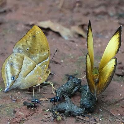 BUTTERFLIES OF KIBALE FOREST NATIONAL PARK, Uganda, Part 3, Guest Post by Karen Minkowski