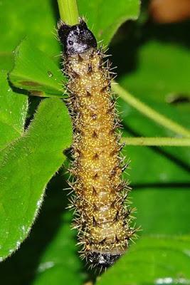 BUTTERFLIES OF KIBALE FOREST NATIONAL PARK, Uganda, Part 3, Guest Post by Karen Minkowski